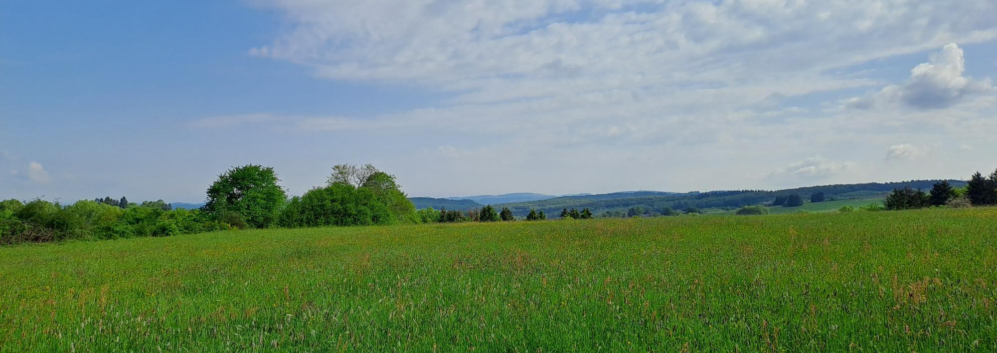 Man sieht einen Himmel mit Schleierwolken und eine grüne Wiese mit Hügeln im Hintergrund