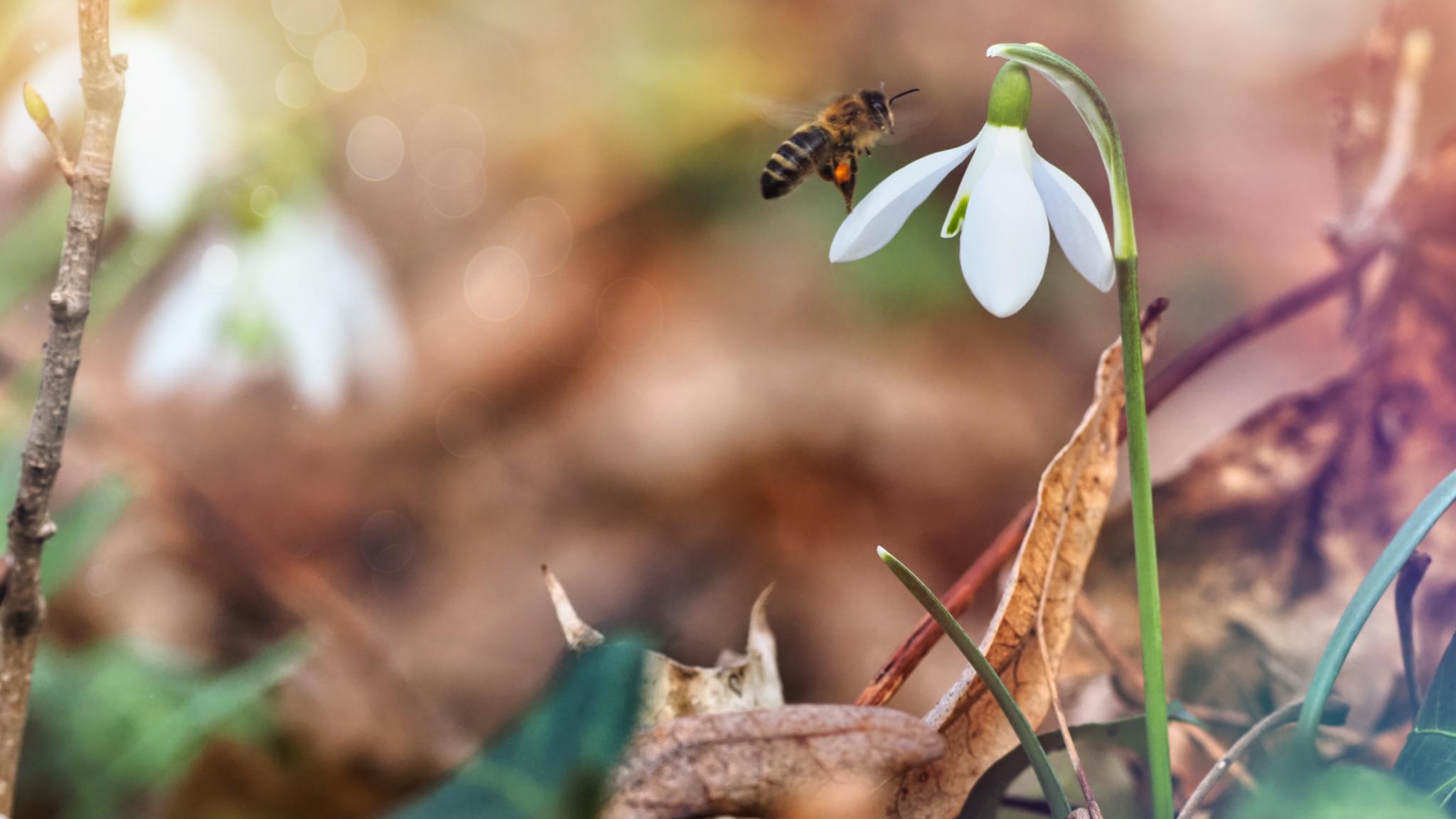 Eine Biene fliegt eine Blume an.