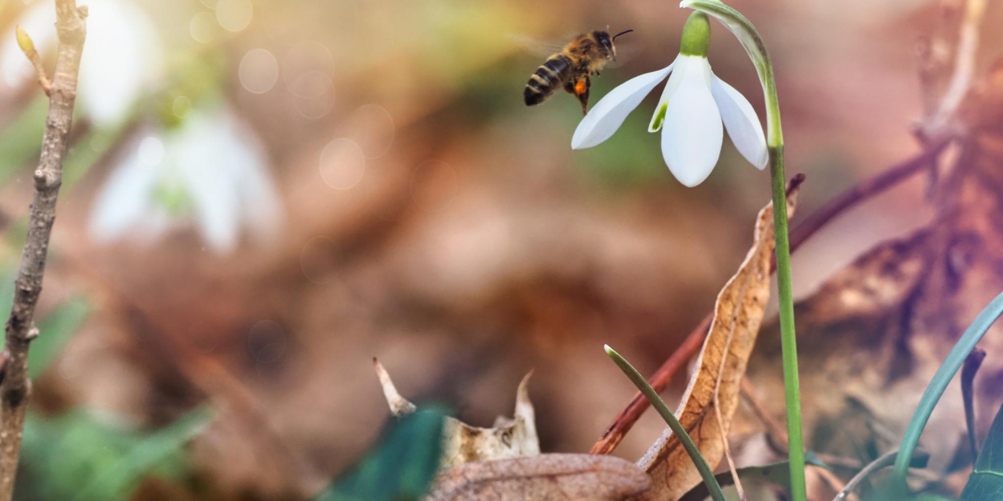 Eine Biene fliegt eine Blume an. (c) Pfarrbriefservice.de Eine Biene fliegt eine Blume an.